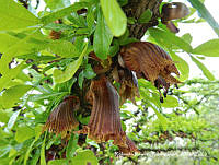 RRR0290 Crescentia alata.jpg