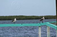 FBA0961 Leucophaeus atricilla.jpg