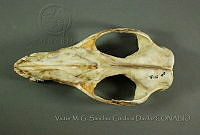 VMS-CD0291 Didelphis virginiana.JPG