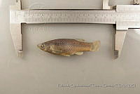 RQTG0082 Goodea atripinnis.jpg