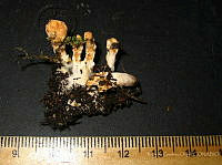 RGO0143 Sistotrema confluens.JPG