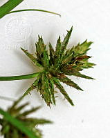 JF078 0333 Cyperus compressus.jpg