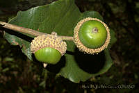 MDLLPG0147 Quercus subspathulata.jpg