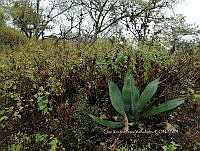 RG016 0177 Agave salmiana.jpg