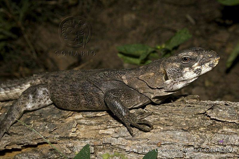 ECA0049%20Ctenosaura%20clarki.jpg.iSeVlsj1MbnbA49hQA3g0JtbmFja29CbnFuZ3NAbXJ6LGtwZQA.soJhVTWPRU