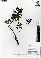 YPH2114 Mentha spicata.jpg