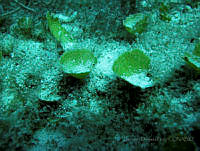 BDP0122 Udotea cyathiformis.jpg