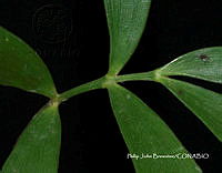 PJB ME014 230 Zamia paucijuga.JPG