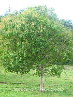 ZG018 0109 Mangifera indica.jpg