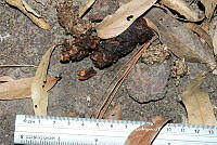 HVBR0007 Urocyon cinereoargenteus ssp. orinomus.JPG