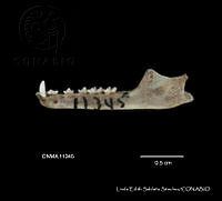 LESS 0035 Leptonycteris yerbabuenae.JPG