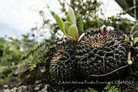 ZAPF0533 Mammillaria magnimamma.jpg