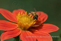 ZAPF0469 Apis mellifera.jpg