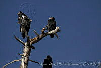 MASM01781 Gymnogyps californianus.jpg