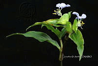 Yolox 2058 Commelina erecta.jpg