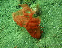 RRR025 Platoma fanii.jpg