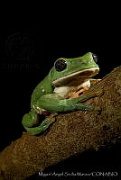MASM02871 Agalychnis dacnicolor.jpg
