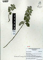 YPH3509 Salvia keerlii.jpg
