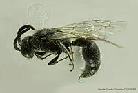 AGDE019-531 Tiphia punticeps.jpg