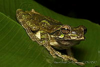 MASM04905 Smilisca baudinii.jpg