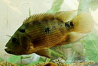 FM005 010 Cichlasoma trimaculatum.tif