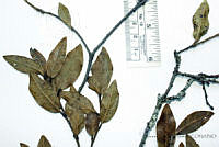 SVA0002 Quercus depressa.JPG