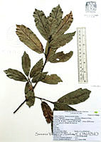 SVA0008 Quercus laurina.JPG