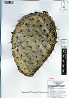 YPH2325 Opuntia hyptiacantha.jpg