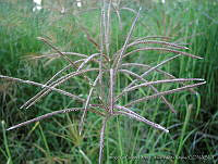 JVR0049 Chloris gayana.jpg