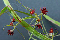 ME010 KV 01954 Euphorbia francoana Boiss., 1860_.JPG