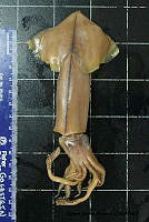 KT014 0121 Onychoteuthis borealijaponica.JPG