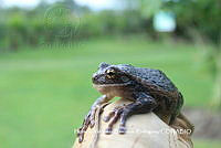 HVBR0098 Trachycephalus typhonius.JPG