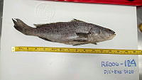 RE006 0056 Totoaba.tif