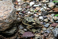 PJ016 0249 Phrynosoma taurus.JPG