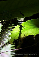 WGS01 Coenagrion sp..jpg