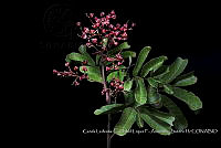 Atleq 0151 Cupania glabra.jpg