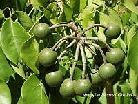 MRG-2017-1542 Crateva tapia (MEGA-22nov17-i).JPG