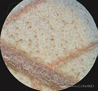 SL3434 Clethra hartwegii.jpg