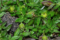 YRA001 Arenaria reptans.jpg