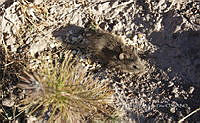 IE003 0110 Sigmodon fulviventer.jpg