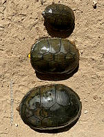 TB 006 Kinosternon vogti.jpg