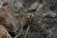 JG004 Kalanchoe delagoensis.JPG