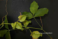ME010 KV 00900 Serjania trifoliolata Radlk., 1895_.JPG