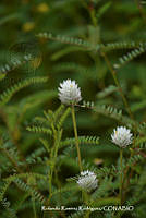 RRR0461 Gomphrena decumbens.jpg