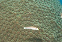 IDG1710 Perciformes.jpg