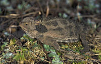 AB0259 Phrynosoma orbiculare.jpg