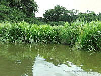 BGR029 Reforma, Chiapas.jpg