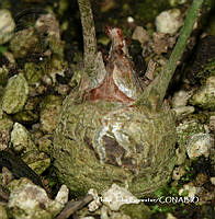 PJB ME014 224 Zamia paucijuga.JPG