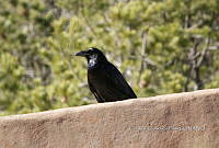 IE003 0051 Corvus corax.jpg