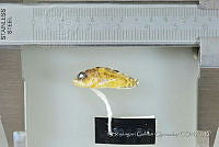 SGQ0659 Scorpaenodes xyris.jpg